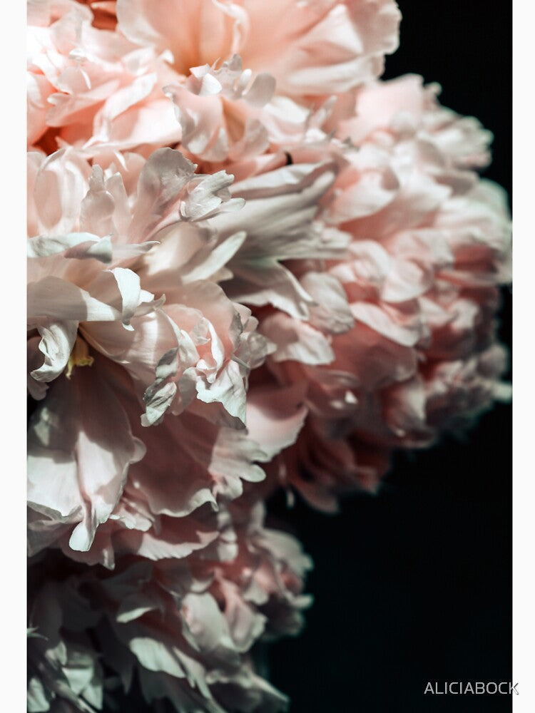 Pink Peony #3 by ALICIA BOCK