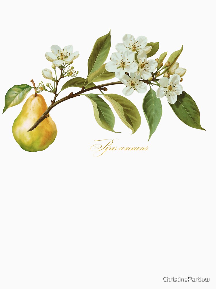 Pyrus communis | Flowering Branch and Fruit Botanical Illustration (No Background) by ChristinePartlow