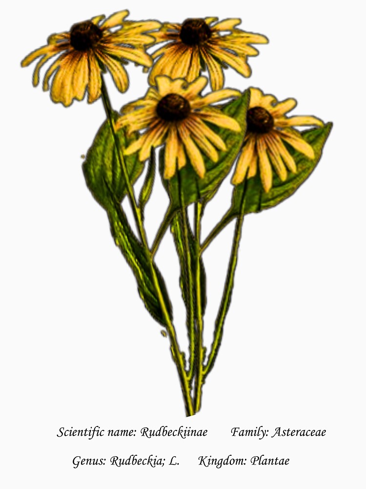 Black Eyed Susan Botanical Illustration by Flores1965