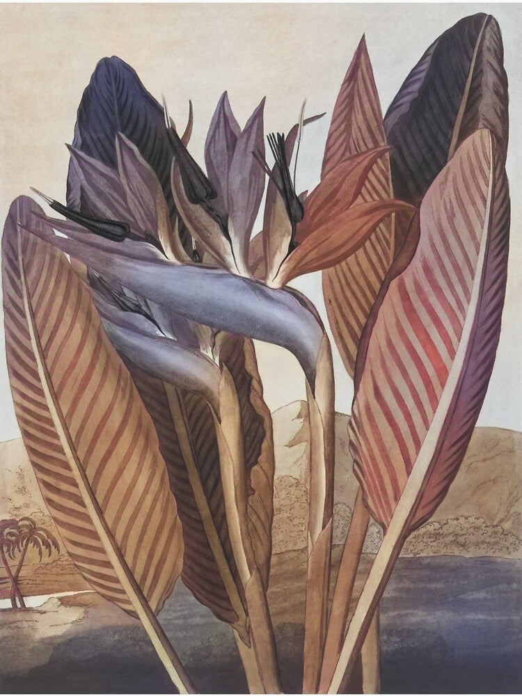 Vintage Bird of Paradise Watercolor Painting Recolored by Hybridized
