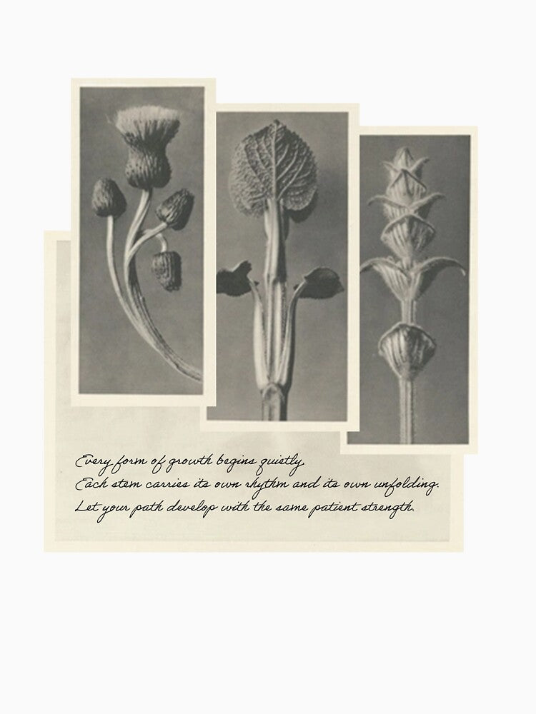 Quiet Forms of Growth – Botanical Triptych Illustration by sorryNOTsorry.brand