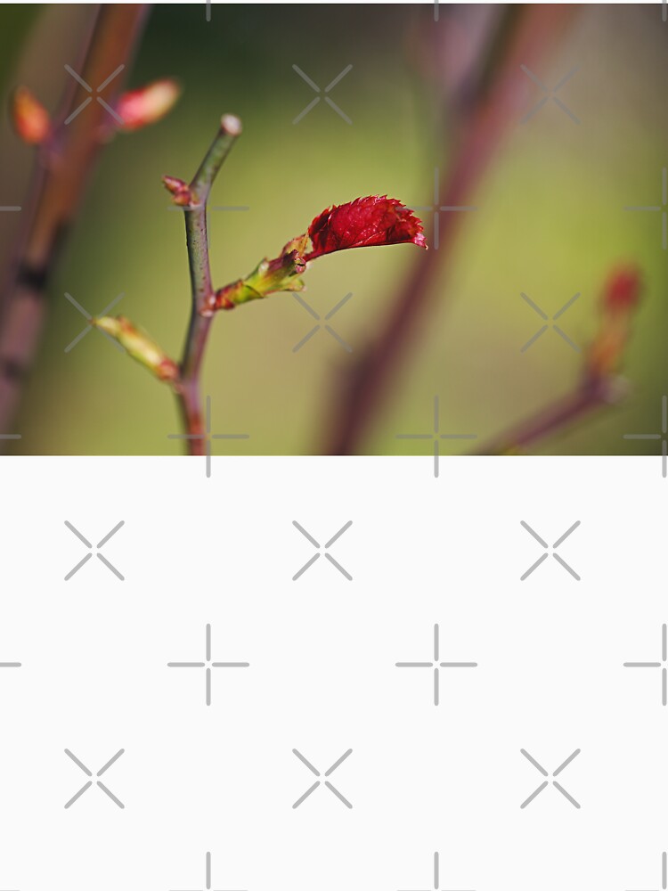The Saw Edge Rose Leaf by Joy Watson - Natural Light Photography
