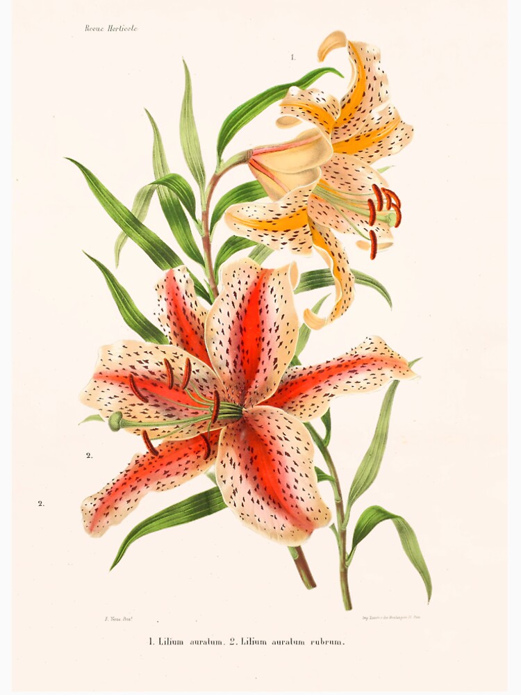 Golden-rayed lily Illustration - Lilium auratum by FloraObscura