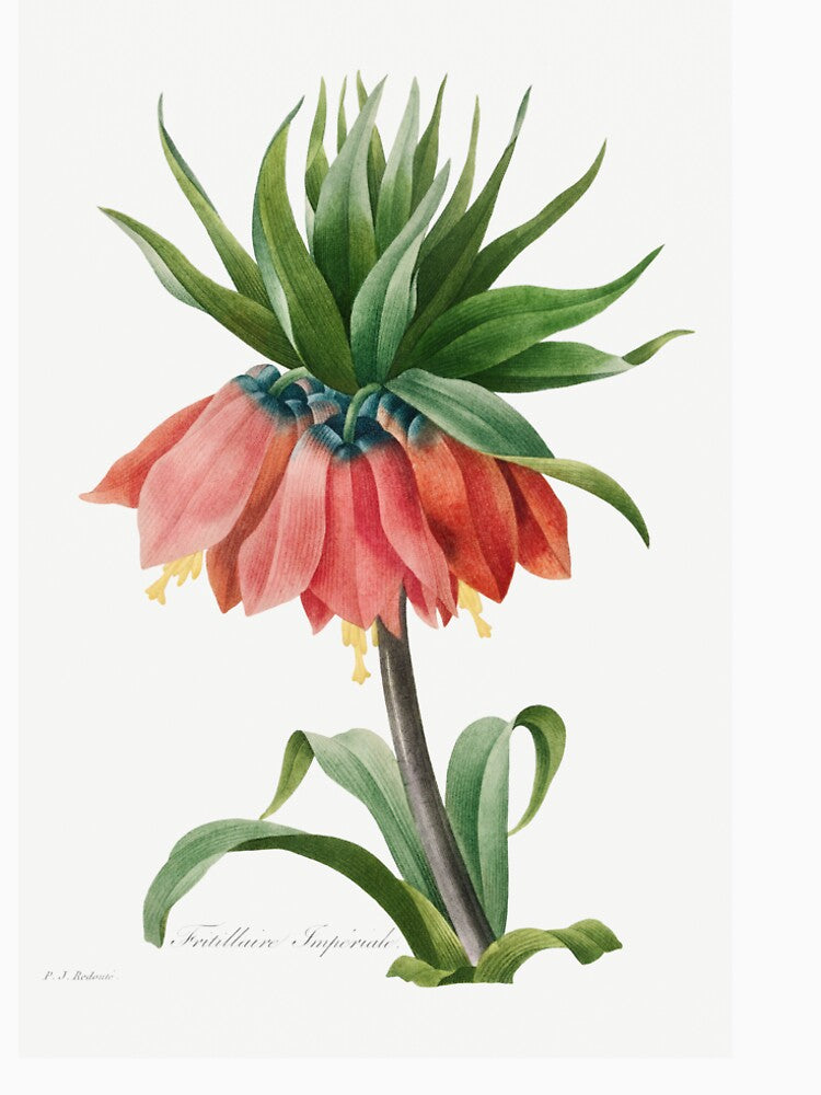 Crown imperial - Fritillaria imperialis by FloraObscura