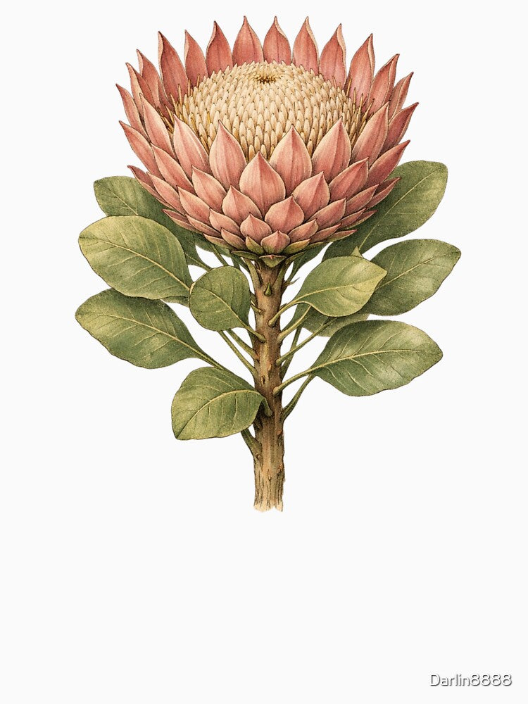 Vintage King Protea Botanical Illustration - Protea Cynaroides Antique Botanical Print by Darlin8888