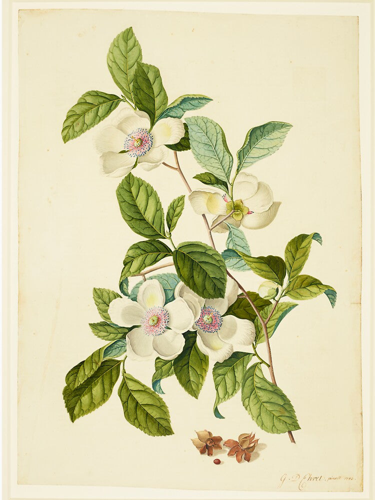 Silky Camellia - Stewartia malacodendron by FloraObscura