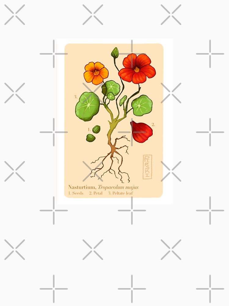 Nasturtiums by pipski