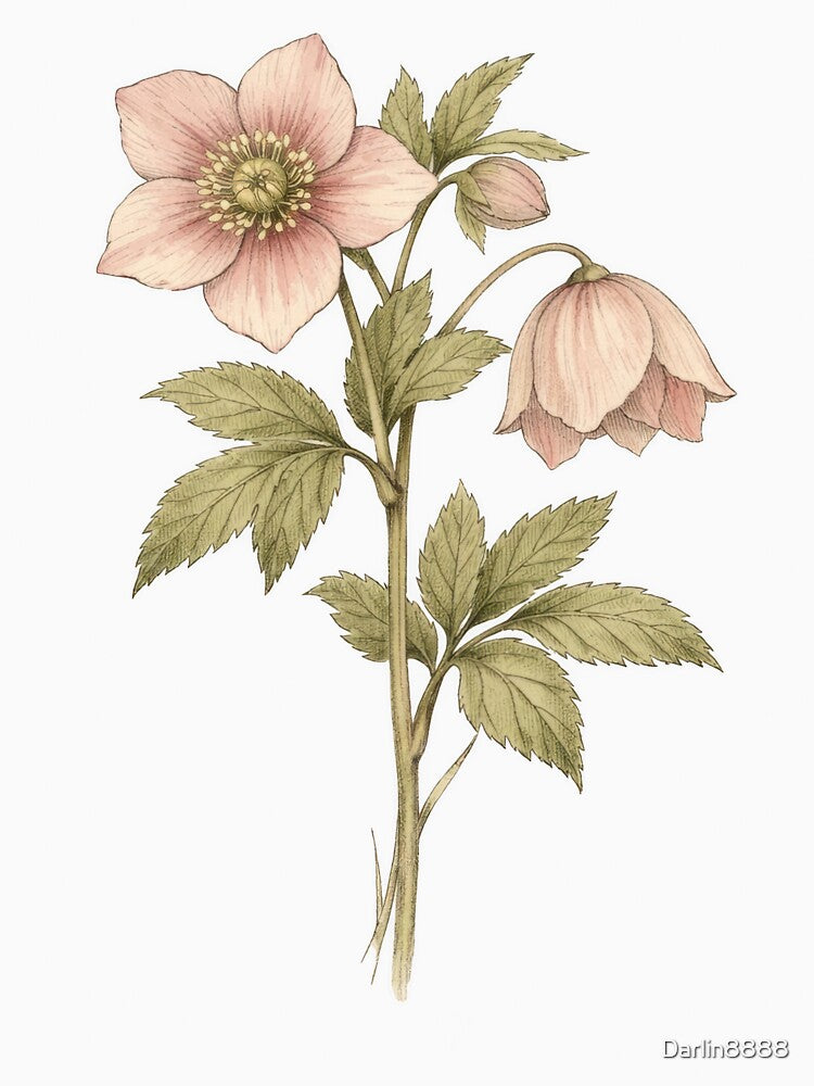 Vintage Hellebore Botanical Illustration | Lenten Rose Antique Print by Darlin8888