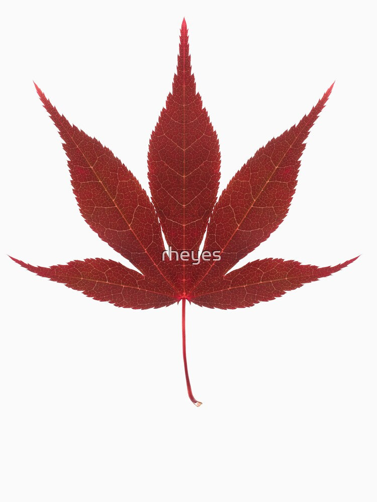 Red acer leaf by rheyes