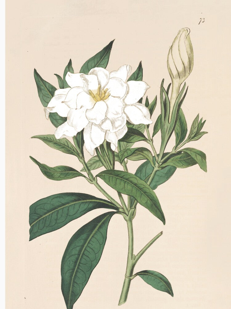 Cape Jasmine Illustration - Gardenia jasminoides by FloraObscura