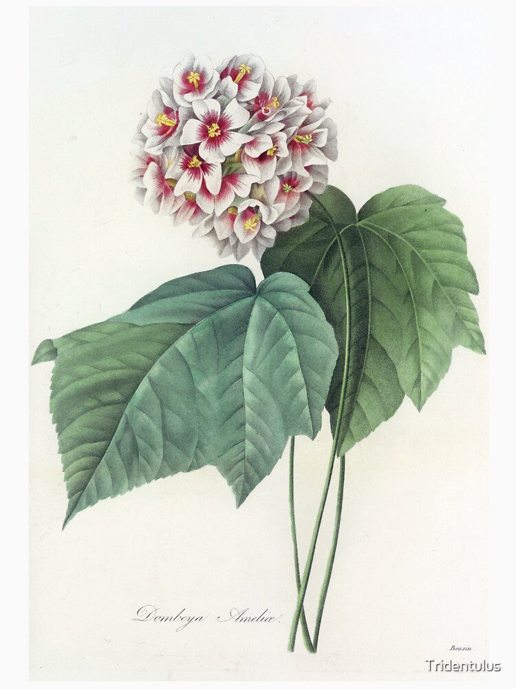 Pierre-Joseph Redouté: Dombeya Ameliae by Tridentulus