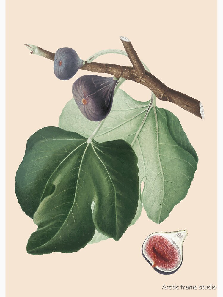 Fig Plant Antique Print, by Arctic frame studio