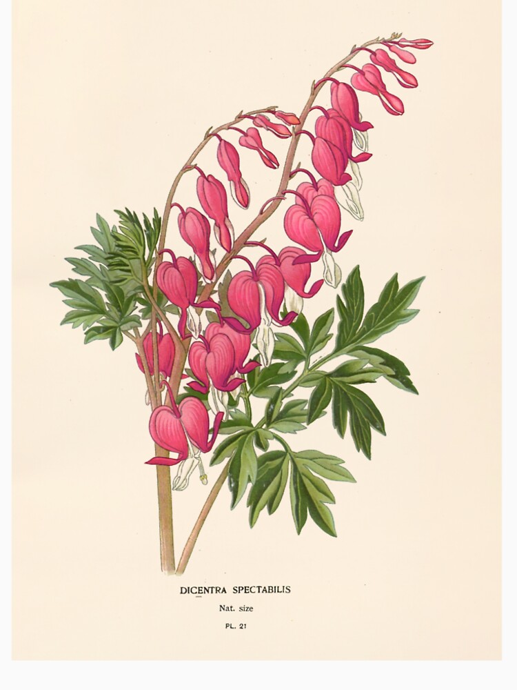 Asian bleeding-heart - Lamprocapnos spectabilis by FloraObscura