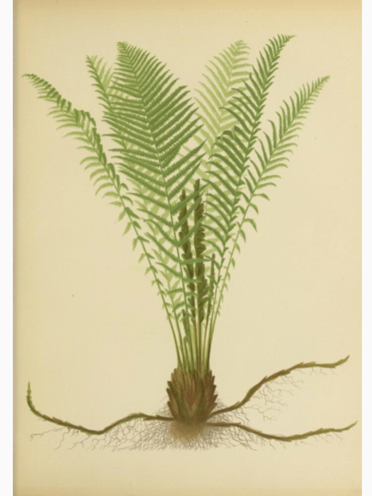 Ostrich Fern by BlueSpecsStudio