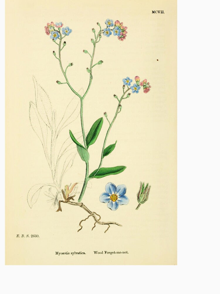Forget me nots Illustration - Myosotis by FloraObscura