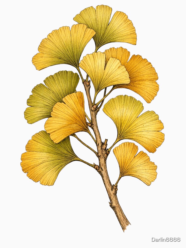 Vintage Ginkgo Biloba Botanical Print - Japanese Ginkgo Leaf Illustration by Darlin8888