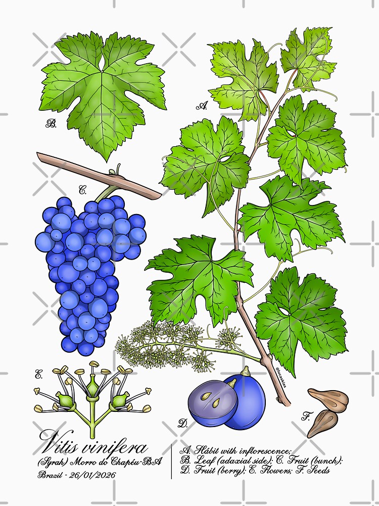 Grape Botanical Plate by LucasKias