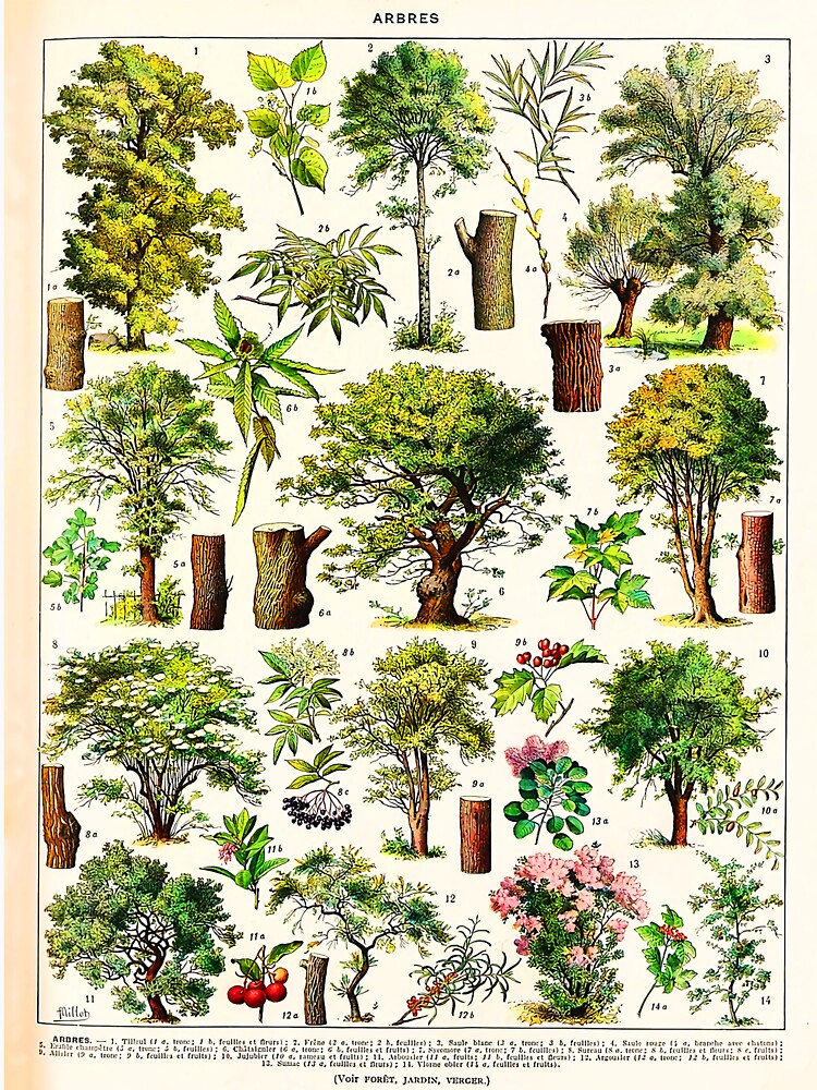 Arbres French vintage botanical by Leilaarros