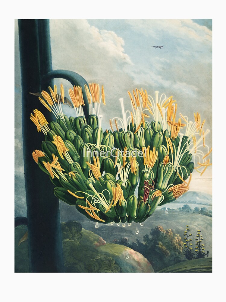 Vintage Agave Botanical Illustration by Robert John Thornton by InnerCitadel