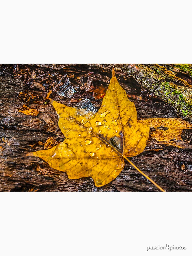 Golden by passion4photos