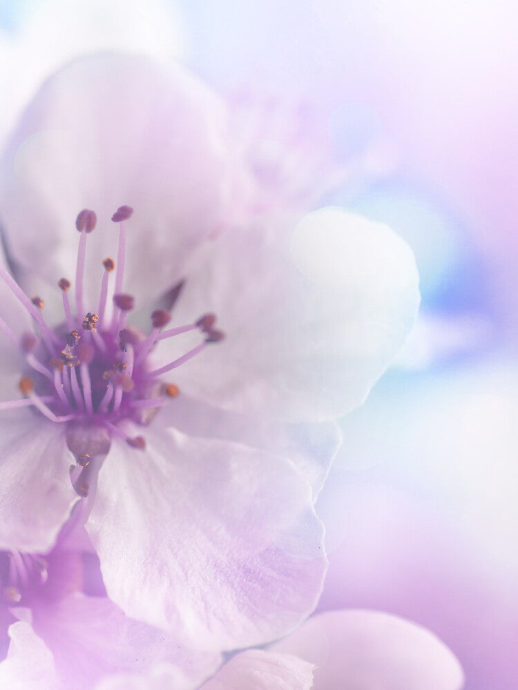 Light Purple Floral Merchandise by cindyfordyce