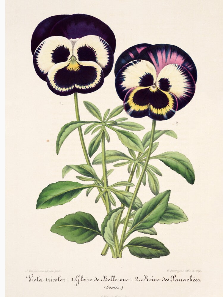 Viola tricolor - Wild Pansy Illustration by FloraObscura
