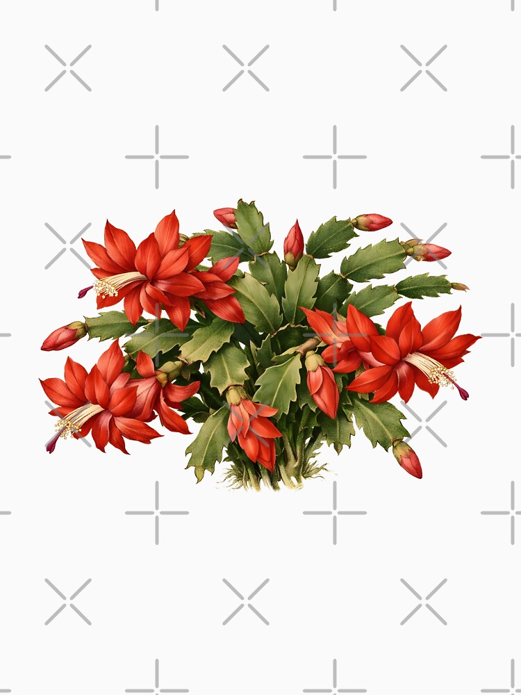 Blooming Red Christmas Cactus Flowers by silviaol