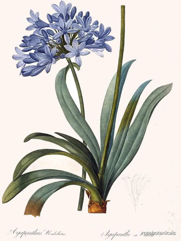 Vintage Style Redoute Flower Botanical print by rosebotanicals