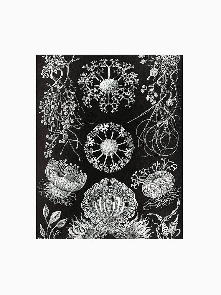 Aesthetic Botanical Art Print by Eva Vincent