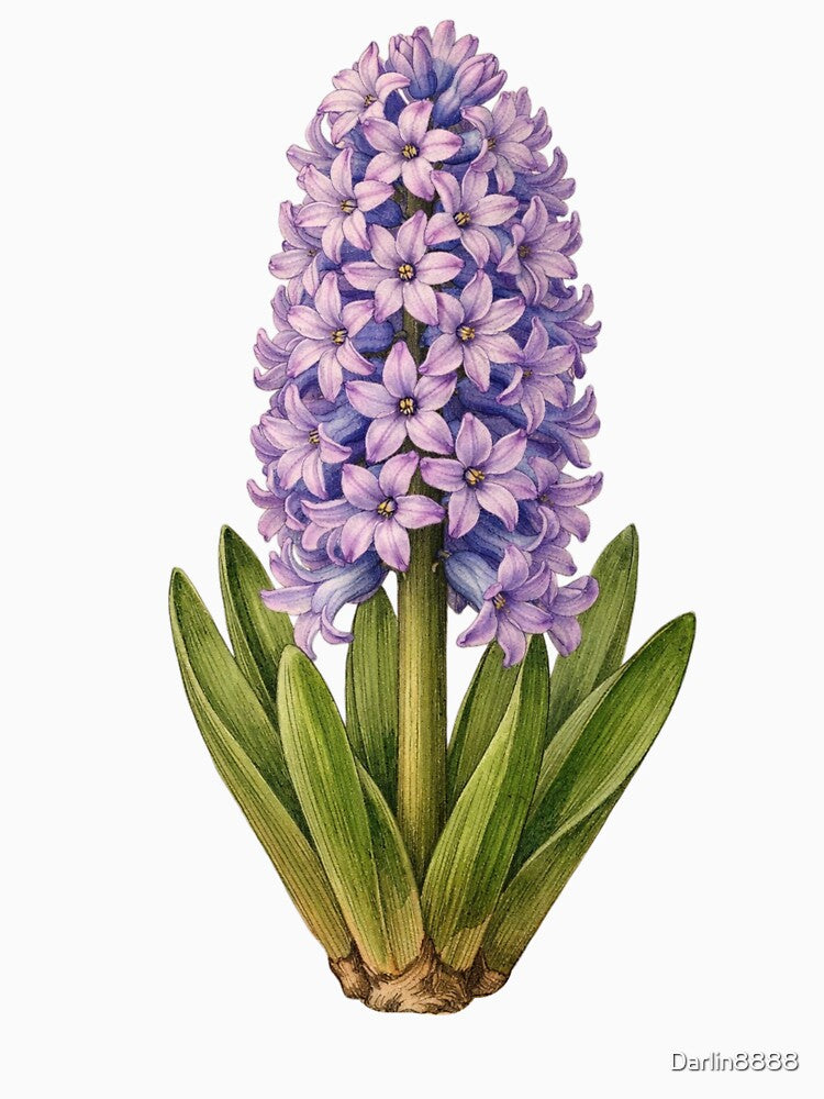 Vintage Hyacinth Botanical Illustration - Antique Spring Flower Print by Darlin8888