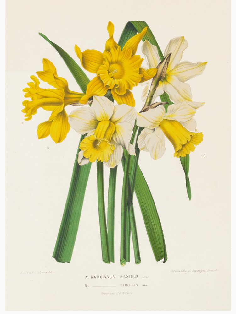 Narcissus Botanical Illustration by FloraObscura