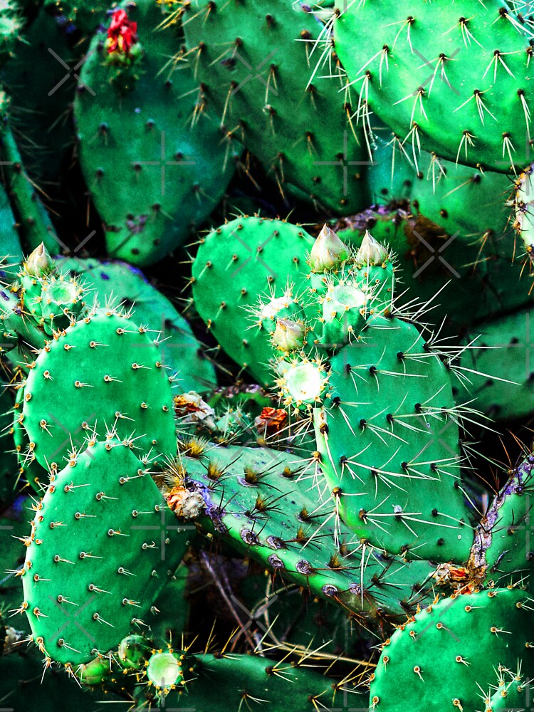 Cactus, photographic natural textures. by Wolka