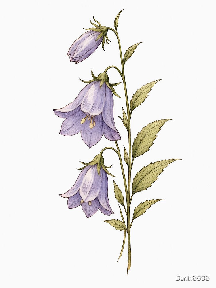 Vintage Campanula Botanical Illustration - Bellflower Antique Print by Darlin8888
