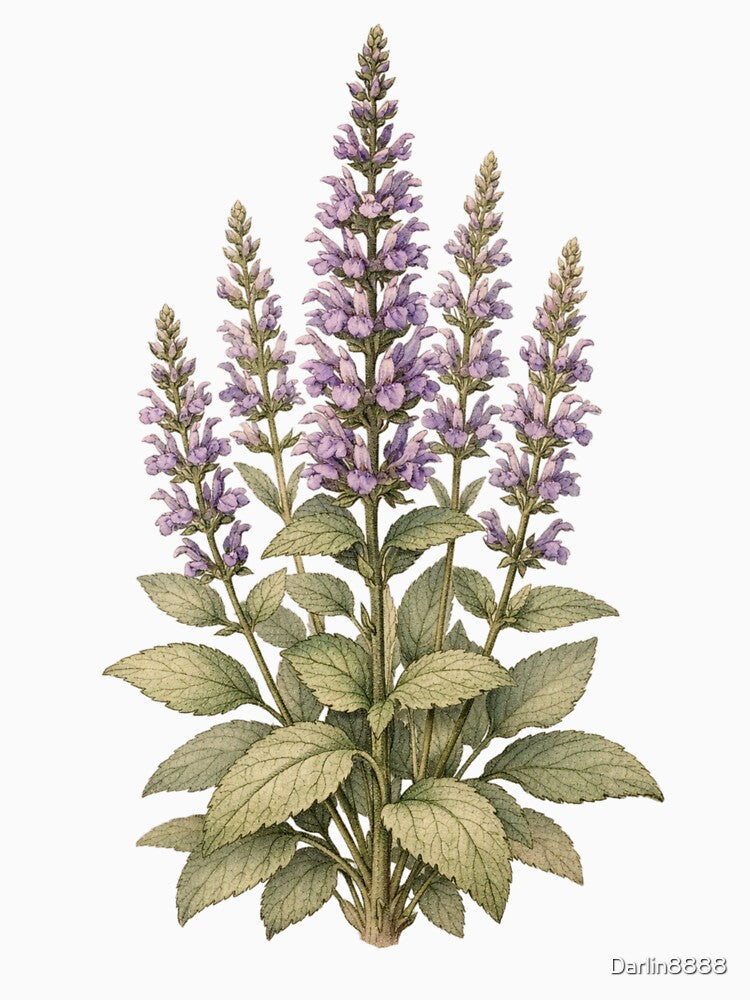Vintage Salvia Botanical Illustration - Antique Sage Flower Botanical Print by Darlin8888