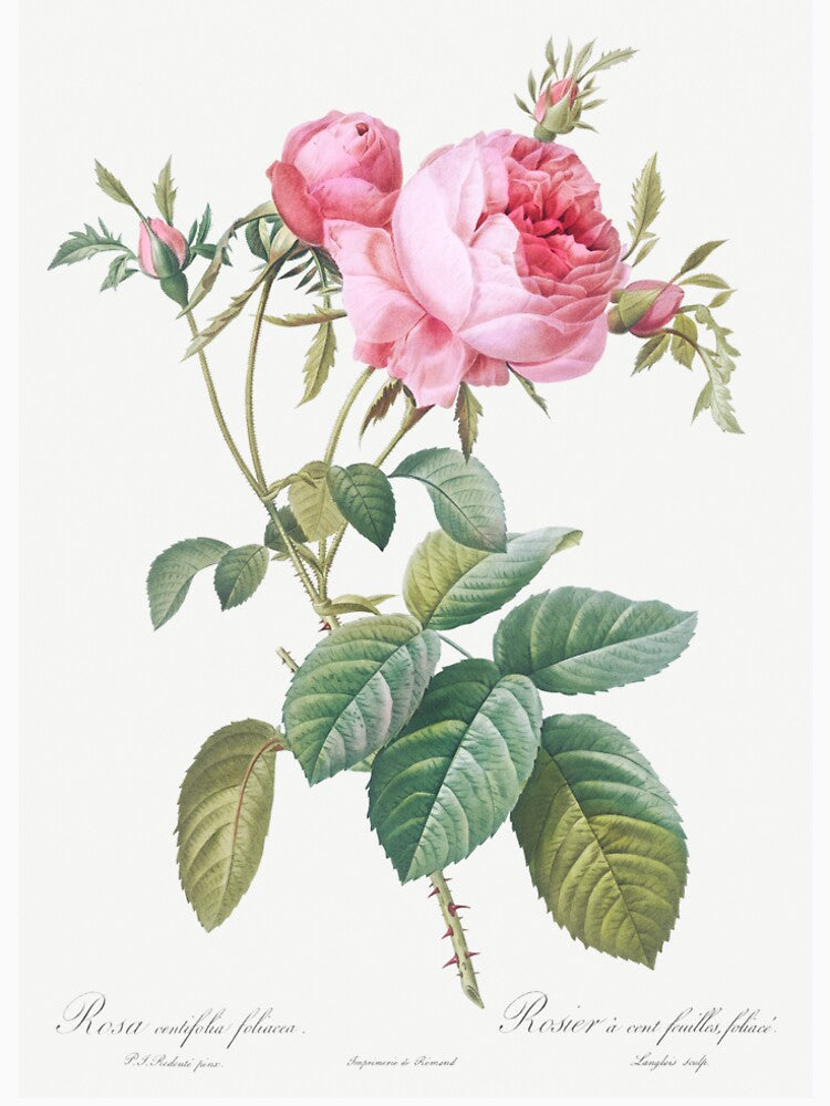 Rose de Mai - Cabbage Rose Illustration by FloraObscura