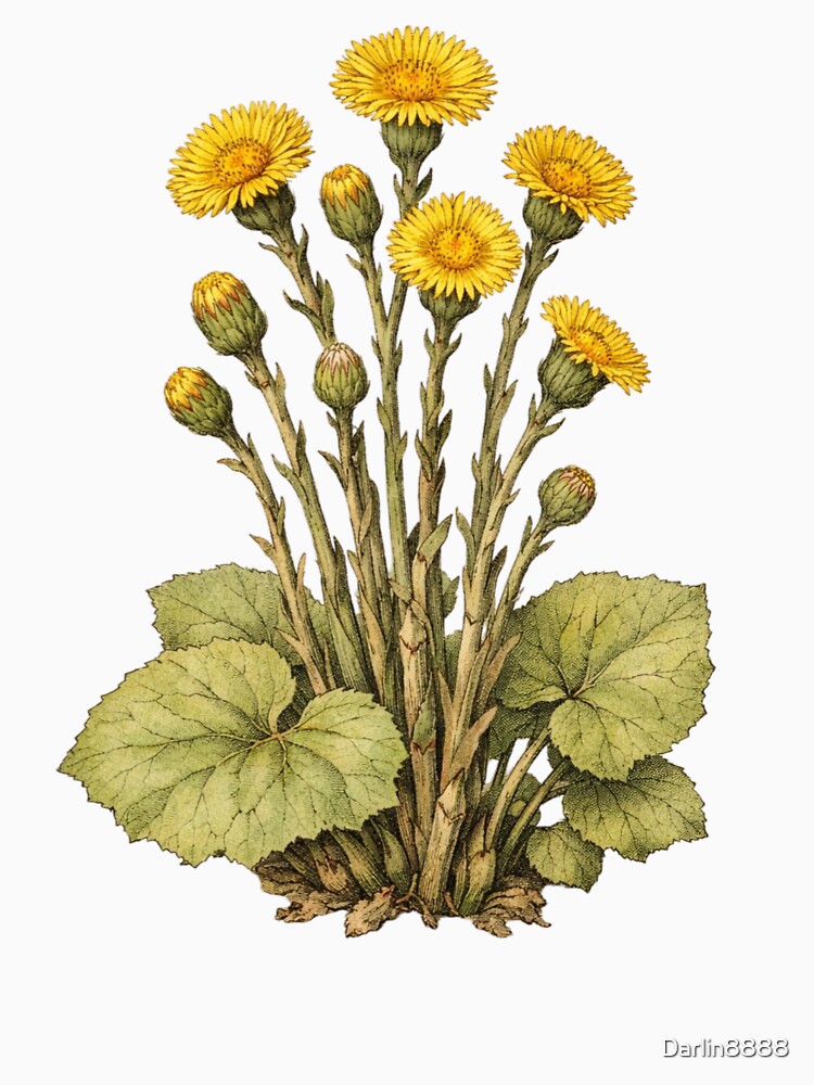 Vintage Coltsfoot Botanical Illustration - Tussilago Farfara Antique Herb Print by Darlin8888
