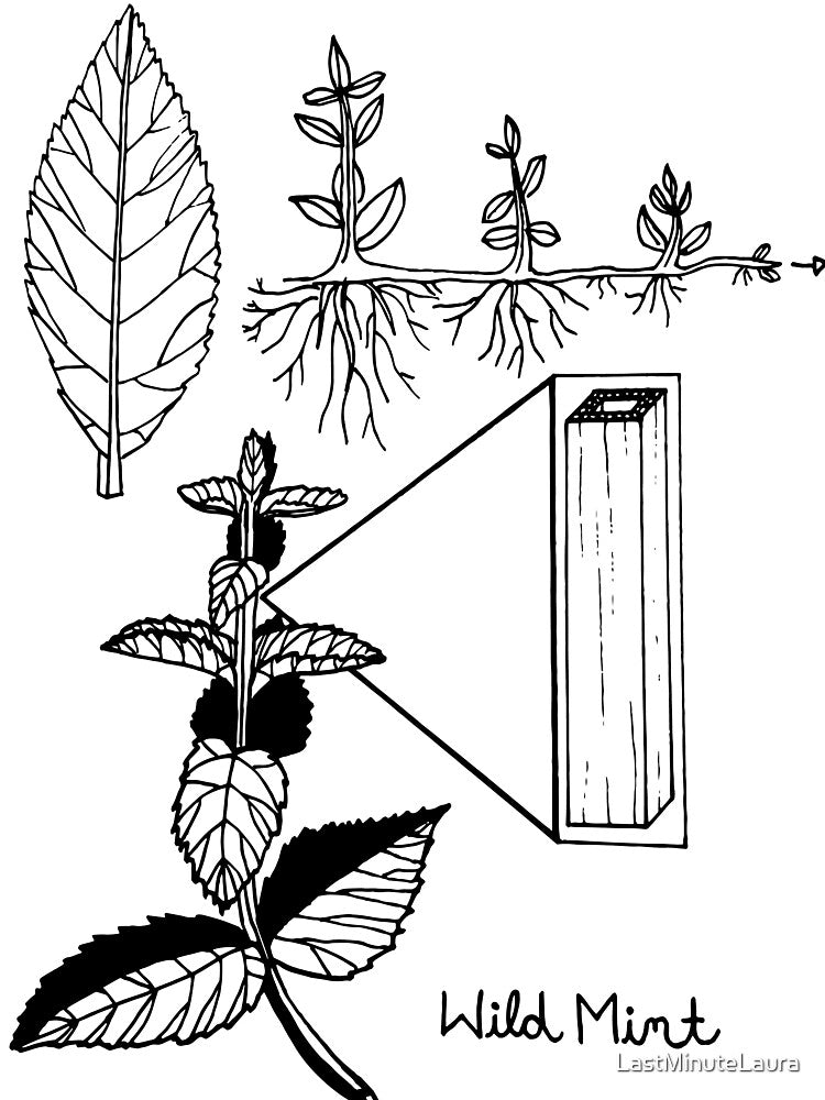Mint plant botanical drawing, line art, adult coloring page, digital art print by LastMinuteLaura