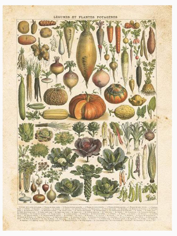 French Vegetable Chart by keylaMillson