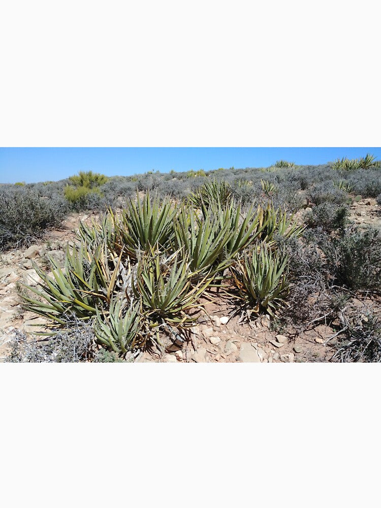 Desert Plant by SpilProofLiquid
