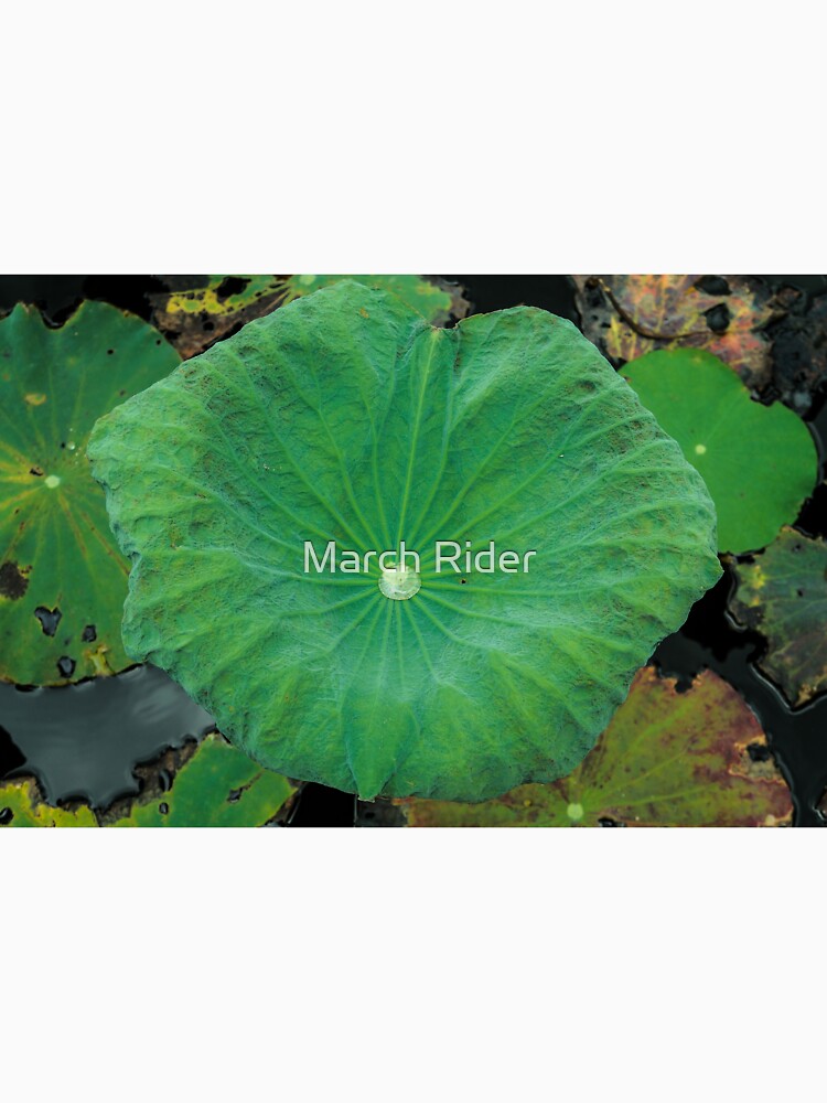 Lotus leaf by March Rider