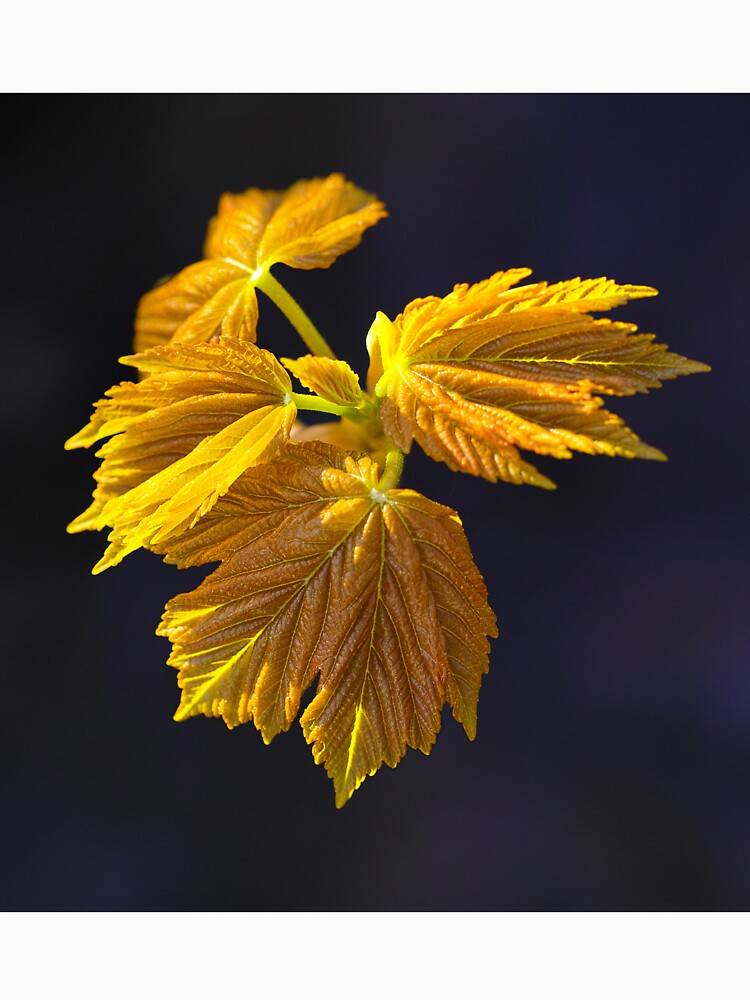 Sycamore Blossom 2 by AntonyMitchell