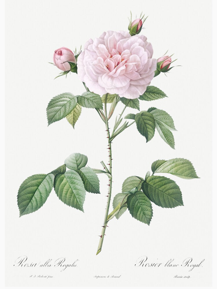 Rosa × alba - White Rose Illustration by FloraObscura