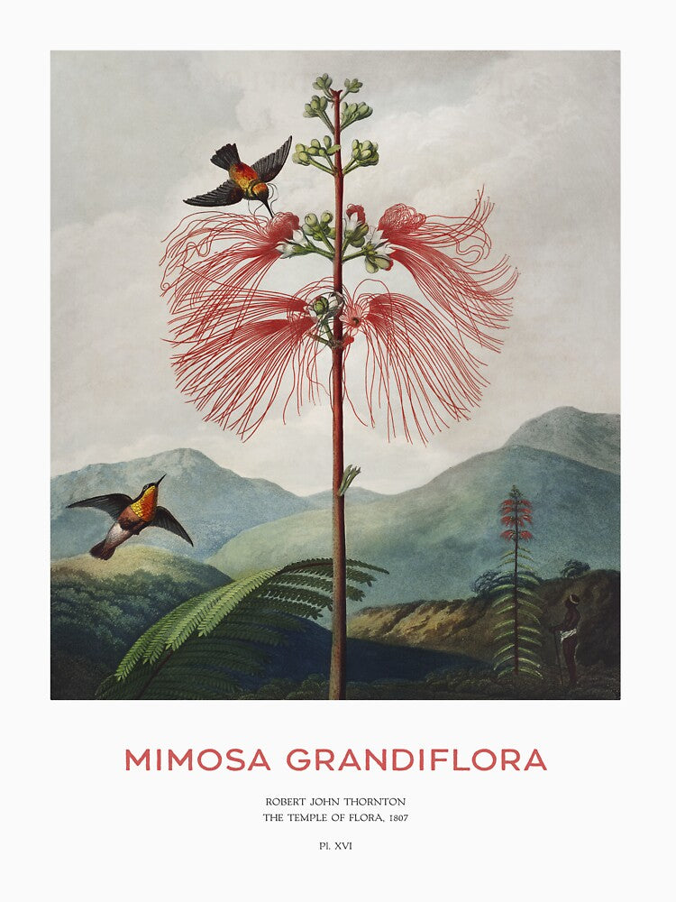 Tree Calliandra or Mimosa Grandiflora by Vintagrafica