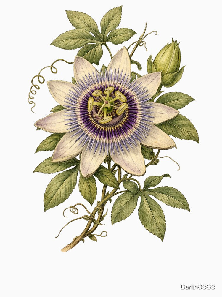 Vintage Passion Flower Botanical Illustration - Passiflora Antique Print by Darlin8888