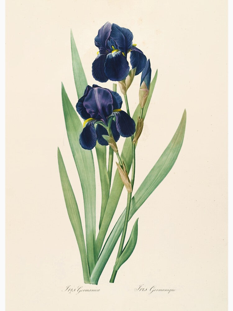 Iris germanica - Bearded Iris Illustration by FloraObscura