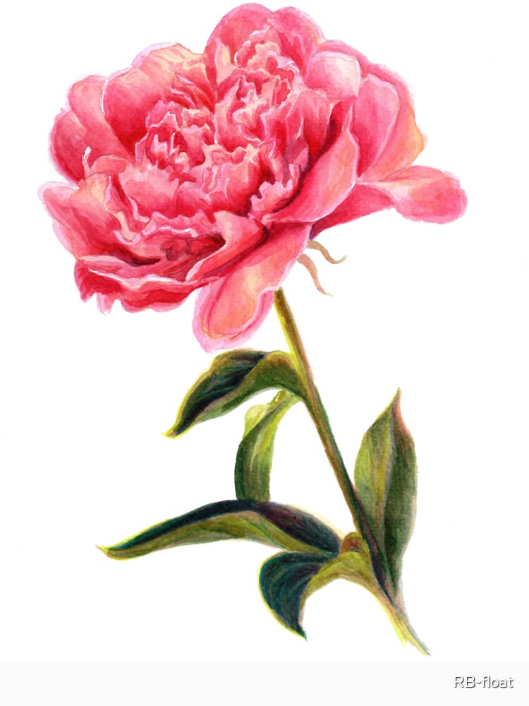 Watercolor Peony Botanical Art by RB-float