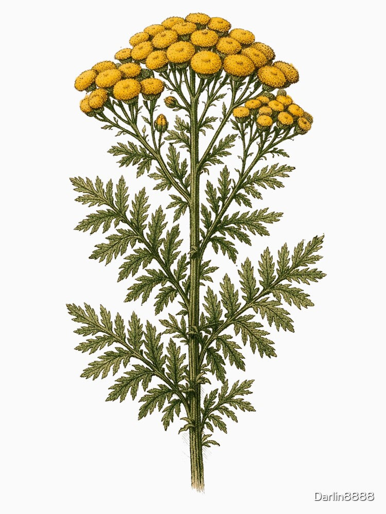 Vintage Tansy Botanical Illustration - Tanacetum Vulgare Antique Botanical Print by Darlin8888