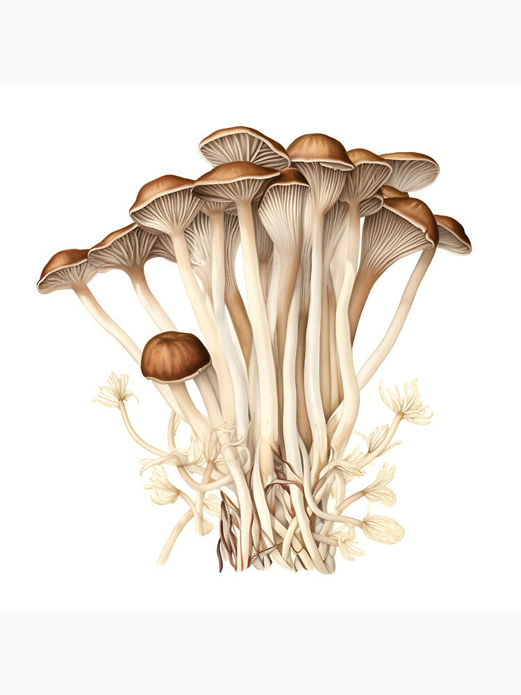 Enoki Mushroom by DigitalPalette1