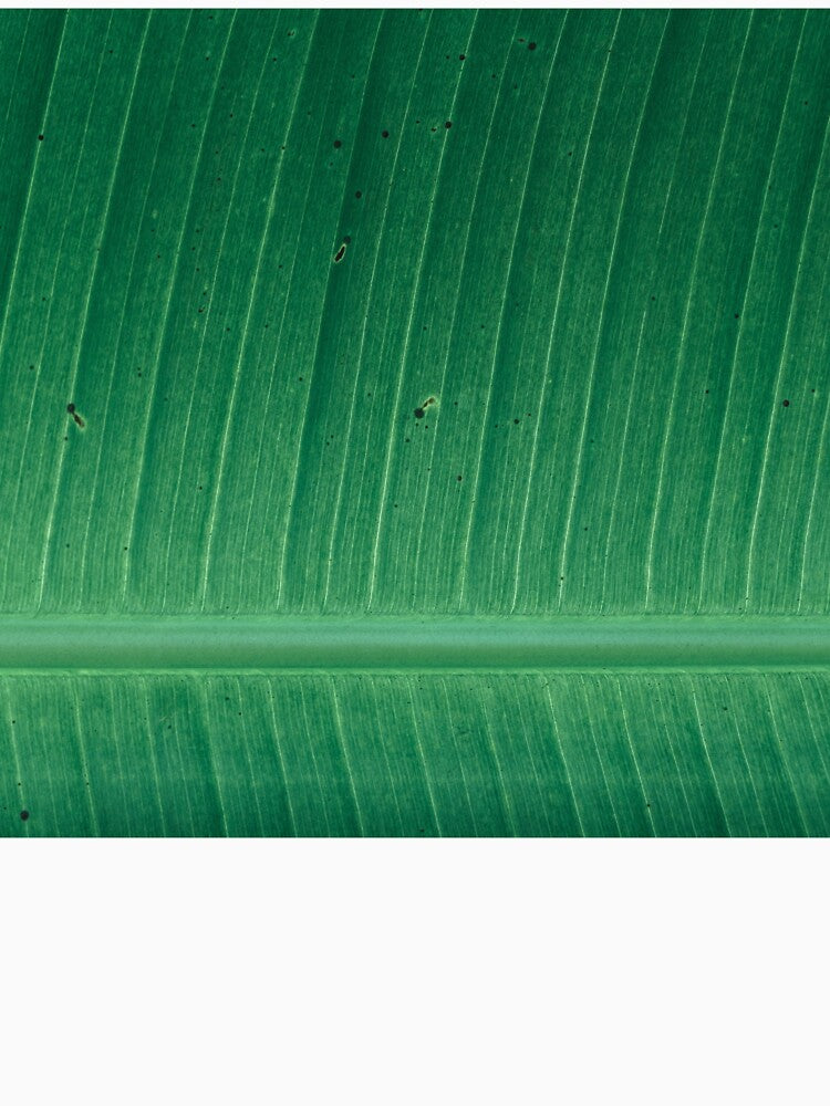 Banana Leaf by antevasinart