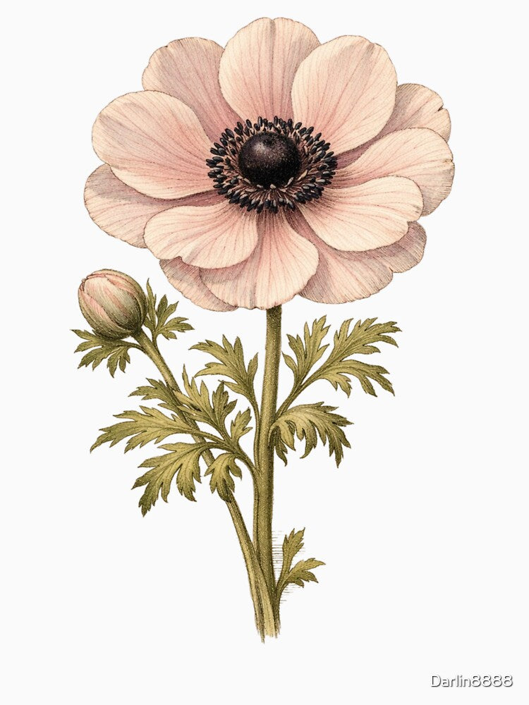Vintage Anemone Coronaria Botanical Illustration - Antique Anemone Flower Print by Darlin8888
